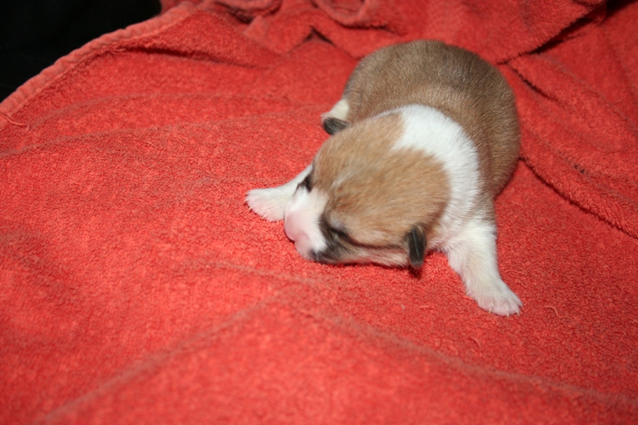 Puppies